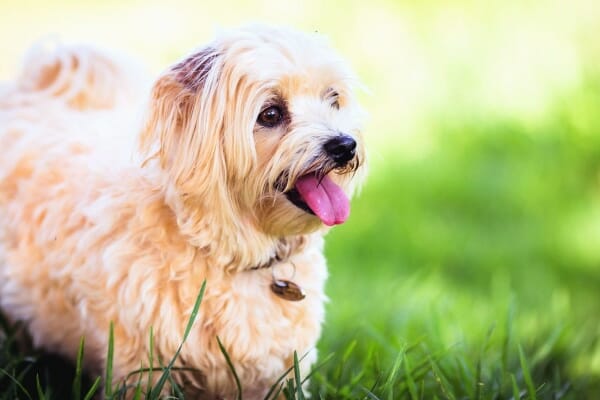 Small terrier playing happily in the grass