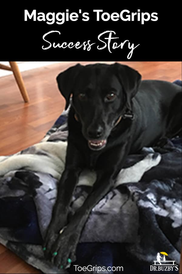 Black dog sitting on hardwood floor and title Maggie's ToeGrips® success story 