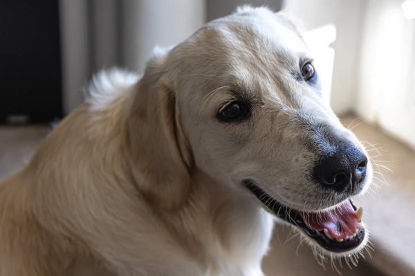 Golden Retriever dog panting inside the home