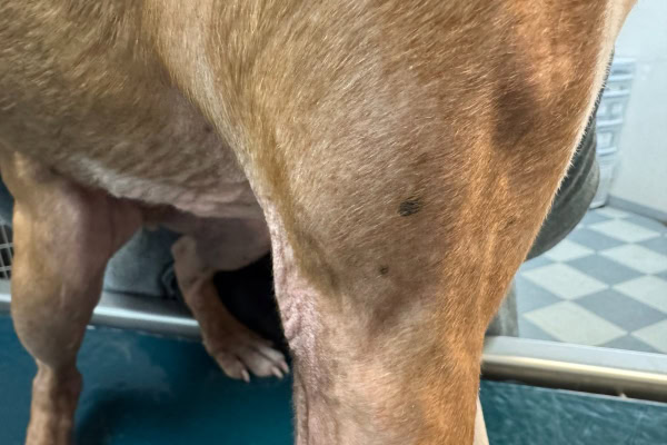 Dog with pigmented melanoma of the skin on the leg