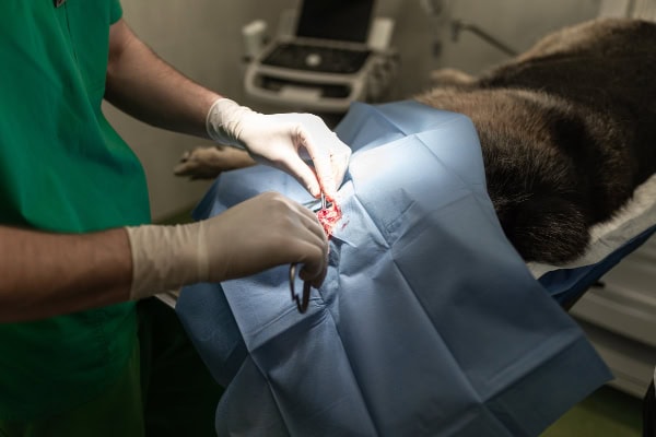 Surgery to remove a benign melanoma from a dog's leg