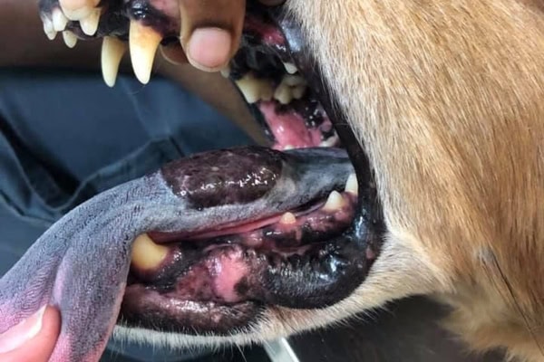 Close-up of a dog mouth showing a malignant melanoma on the dog's tongue