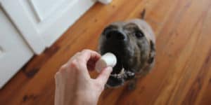 dog about to eat a marshmallow