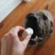 dog about to eat a marshmallow