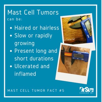 mast cell tumor facts