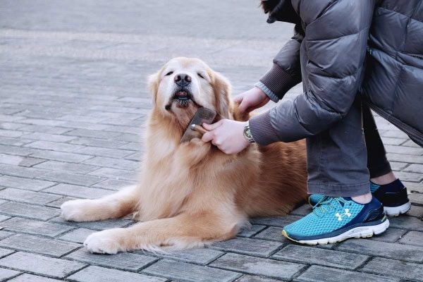 Senior dog being groomed by his owner