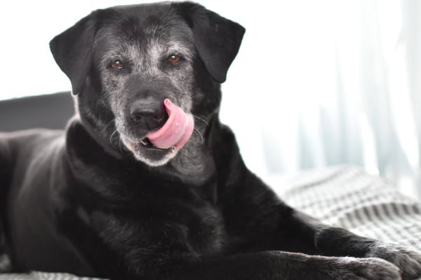 Senior dog licking his lips