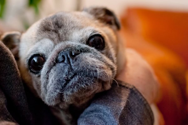 senior pug's face