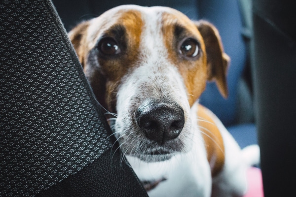 Terrier mixed breed dog sitting in the back seat of the car looking carsick—a time when a vet may prescribe meclizine for dogs