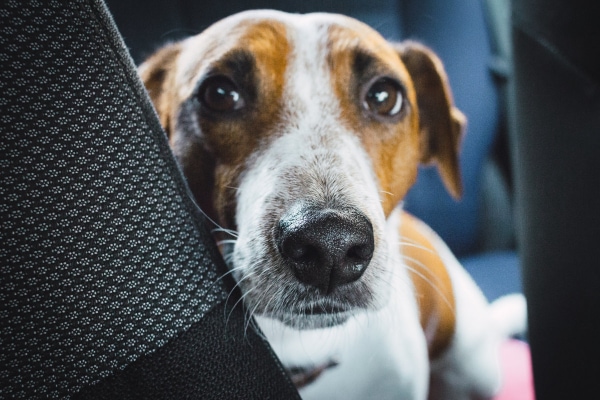 Dog motion sickness 2024 over the counter