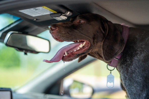 German Shorthair Pointer standing up in the car drooling, which can be sign of nausea 