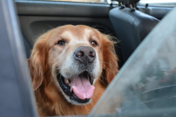 Senior Golden Retriever panting in the back seat of a car with the window rolled down