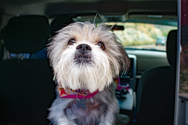 Scruffy dog looking out the back window of the car