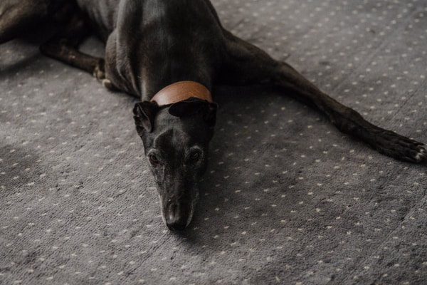 Senior Greyhound dog lying on the carpet looking sleepy, which is a side effect of meclizine