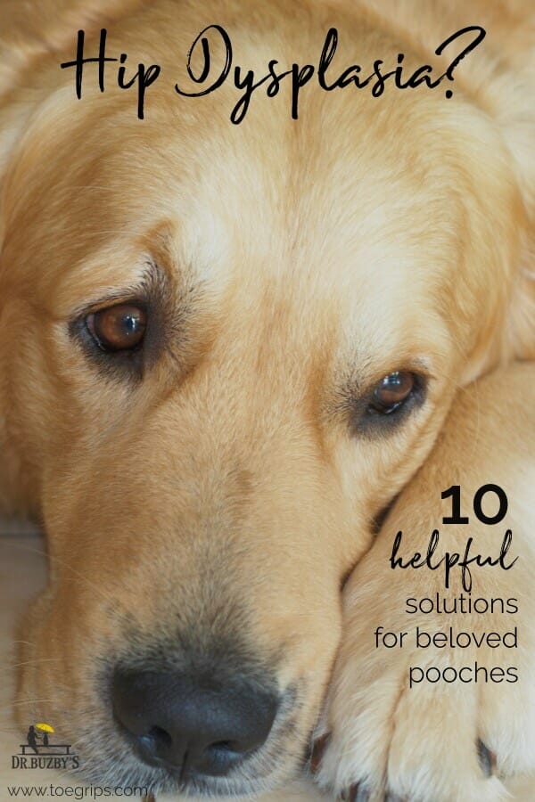 Golden Retriever dog's face and the title:  Hip Dysplasia? 10 Helpful Solutions for Beloved Pooches