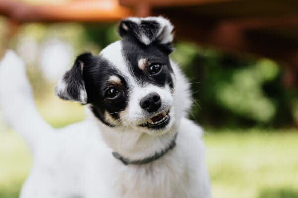 Black and white dog with expressive face tilting head