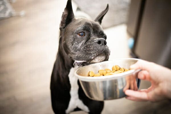 Senior Boxer eating food from a bowl held up by his owner as an example of one way to feed a dog with megaesophagus, photo