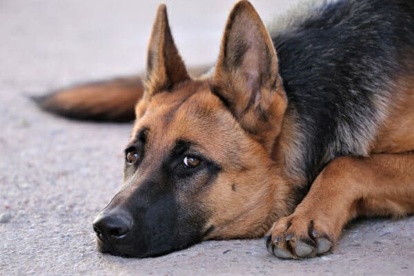 German Shepherd (a breed where congenital megaesophagus in dogs is more likely) lying down outside