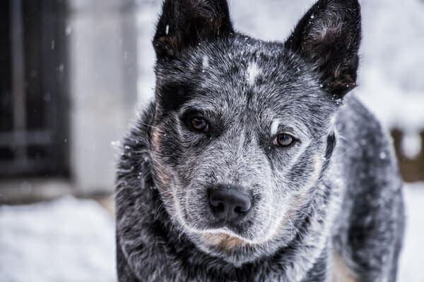 Senior Heeler dog outside in the snow