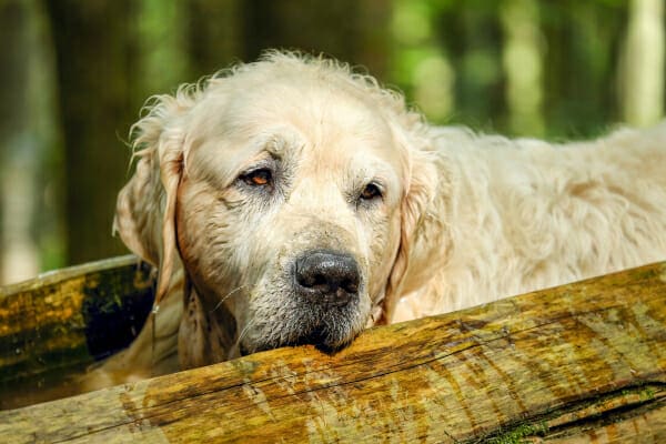 Old Golden Retriever resting in the woods on a log, photo