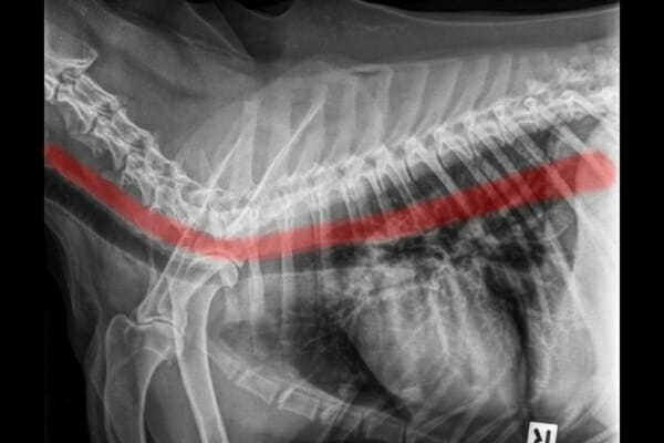 X-ray of a canine thorax, highlighting the path of a normal canine esophagus