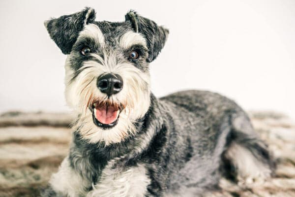 Grey and white Miniature Schnauzer dog—a breed more prone to congenital megaesophagus—panting happily