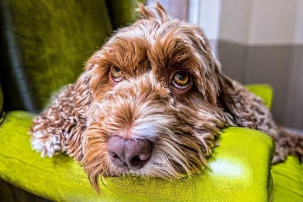 Doodle puppy with megaesophagus resting his head on the arm of a green chair