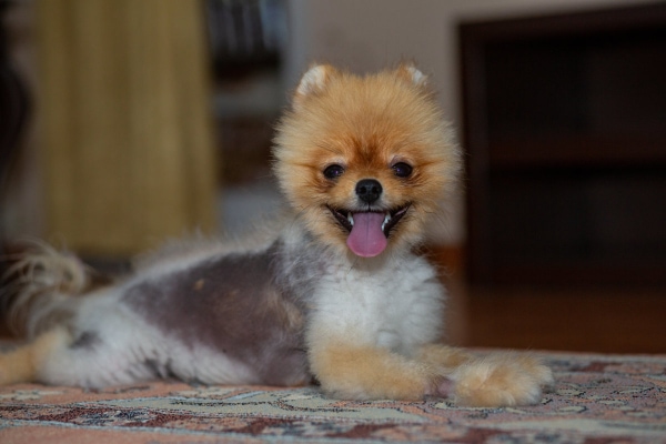 Pomeranian with alopecia, which melatonin may help with hair regrowth