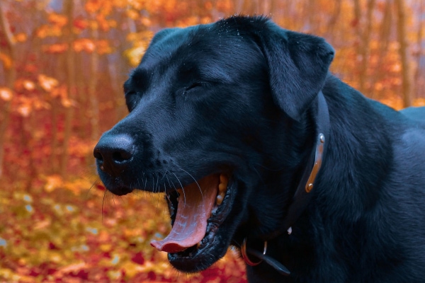 Black lab yawning