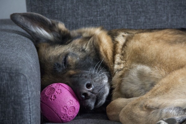 German Shepherd sleeping on the couch with pink ball.