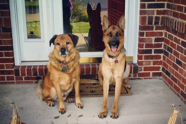 Bert, a rescue dog diagnosed with melanoma, and his sister Ayla sitting the front door 