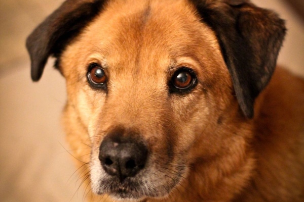 A close up of a brown dog (Bert), who did well with his melanoma for a long time after receiving the dog melanoma vaccine