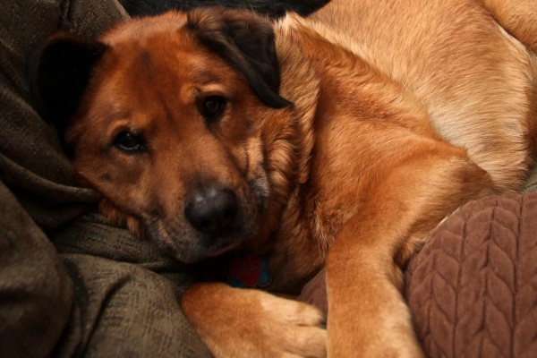 A mixed breed dog named Bert lying on the couch doing well after his melanoma vaccine