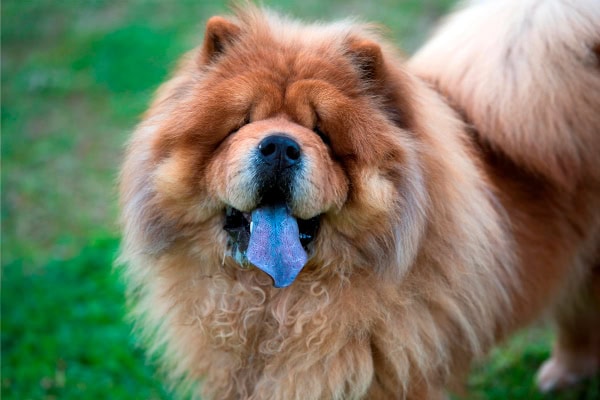 Chow Chow dog, one breed that may be more prone to developing melanoma, standing in the yard