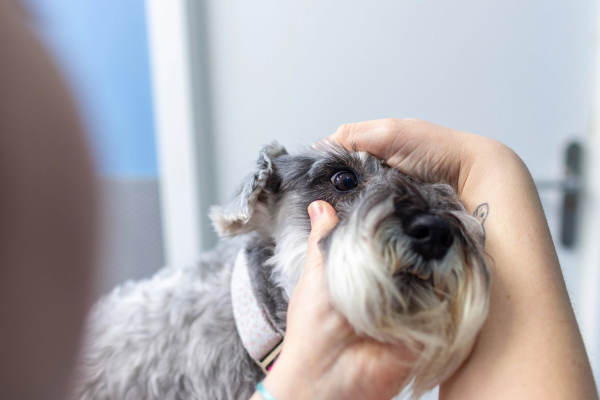 Dog having his eye checked for melanoma