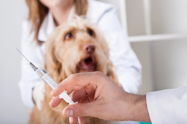 Dog getting an injection, which may be one melanoma treatment option