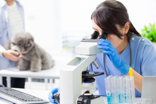 Vet looking into a microscope after aspirating a canine melanoma