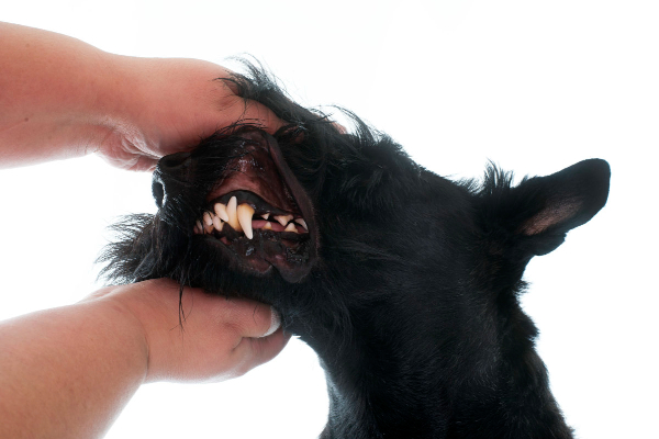 Owner examining the mouth of a dog for oral melanoma