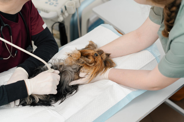 Dog having an ultrasound