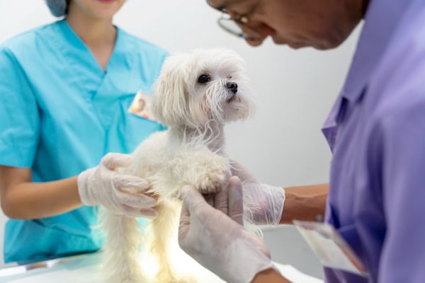 Vet examining paw of a dog