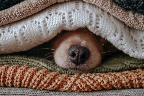 Dog sleeping under a pile of blankets.