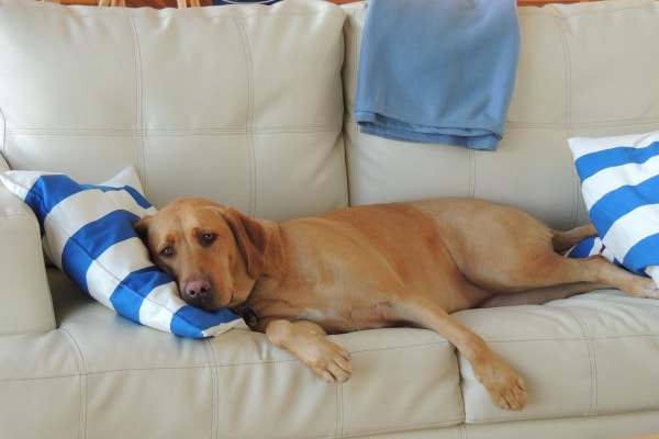 Labrador retriever dog lying on couch with head on a pillow as if learning about melatonin for dogs