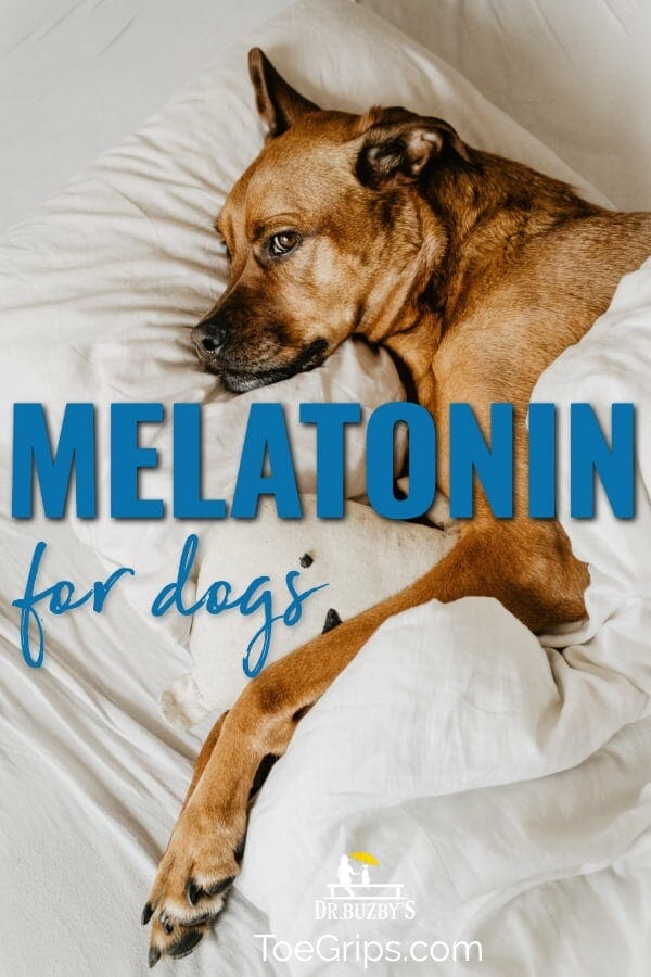 photo dog lying in bed and title melatonin for dogs