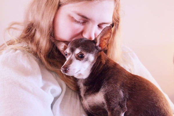 Owner kissing their senior Chihuahua on the head