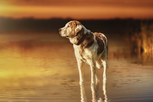 Senior dog standing in a pond at sunset