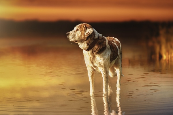 Dog Memorial Ideas: 10 Ways to Honor Your Dog's Legacy - Dr