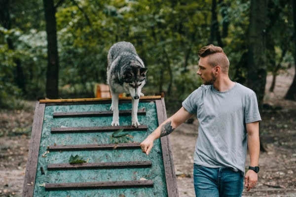 Owner teaching his dog an agility trick