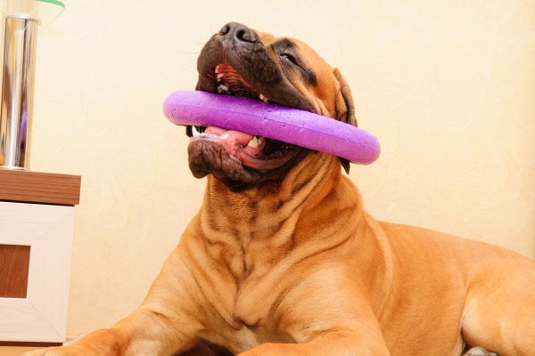 Mastiff playing with a toy