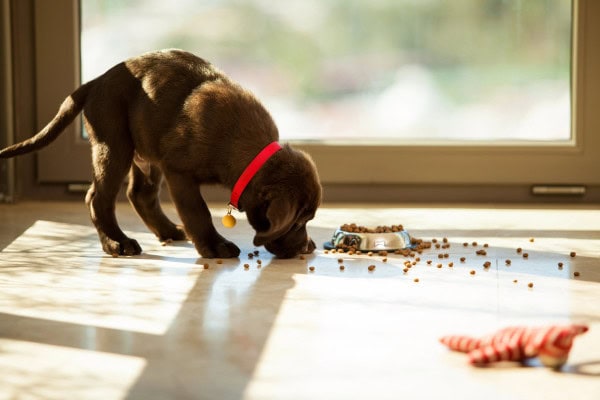 Puppy enjoying food from a scatter feeding