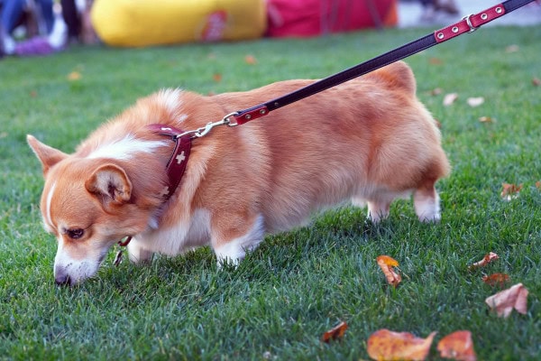 Corgi on a leash sniffing in the grass